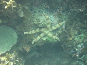 Starfish in Cagdanao Island